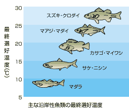海生研 海の豆知識 Vol 2 タコ