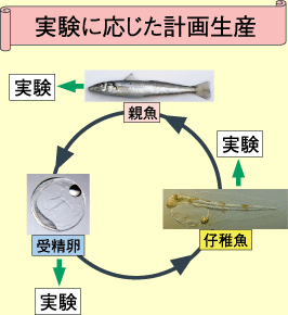 海生研 海の豆知識 Vol 23 イカナゴ