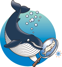 海生研 海の豆知識 Vol 55クジラ